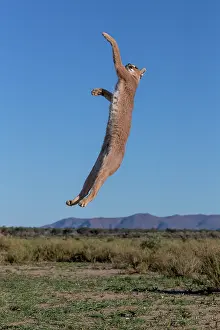 Single Animal: CARACAL