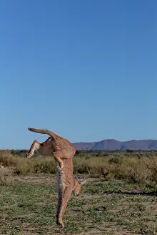 Single Animal: CARACAL