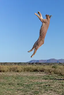 Single Animal: CARACAL