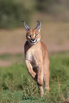 Single Animal: CARACAL