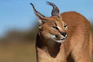 Single Animal: CARACAL