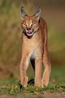 Single Animal: CARACAL