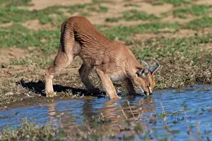 Thirst: CARACAL