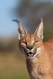 Single Animal: CARACAL