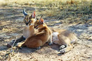 Eric Dragesco: Caracal / African Lynx / Persian Lynx - female & young