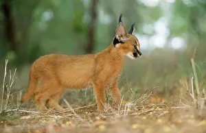 Ingrid Van Den Berg: Caracal / African Lynx / Persian Lynx - juvenile