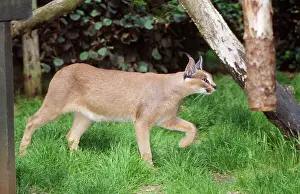 Caracals: Caracal - captive