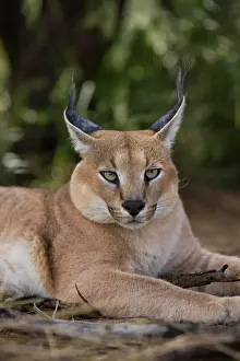 Caracal: Caracal (caracal caracal)