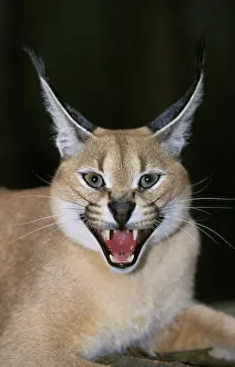 Snarling: Caracal (caracal caracal), Adult snarling