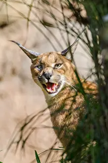 Caracals: Caracal (Caracal caracal) calling. Caracals make