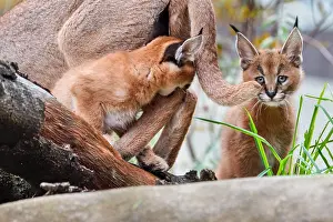 Youn: Caracal (Caracal caracal) kittens playing with mom
