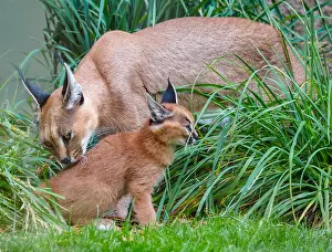 Caracals: Caracal (Caracal caracal) mom cleaning kitten