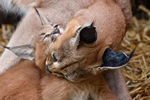 Caracals: Caracal (Caracal caracal) mom grooming kitten