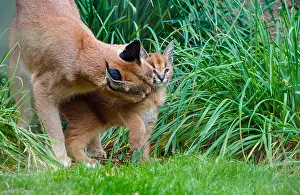 Pat And Tom Leeson (new Material): Caracal (Caracal caracal) mom grooming/licking young