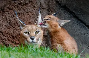 Licked: Caracal (Caracal caracal) mom being licked by about