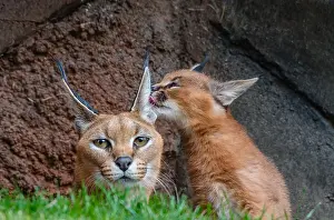 Licked: Caracal (Caracal caracal) mom being licked by about