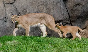 Caracals: Caracal (Caracal caracal) mom with young kitten