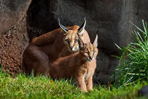 Pat And Tom Leeson (new Material): Caracal (Caracal caracal) mom with young kitten