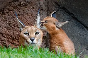 Pat And Tom Leeson (new Material): Caracal (Caracal caracal) mom with young kitten