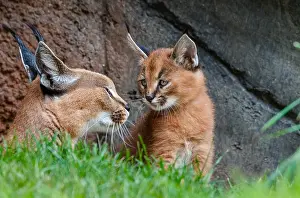 Pat And Tom Leeson (new Material): Caracal (Caracal caracal) mom with young kitten