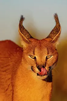Grimacing: Caracal (Caracal caracal), Occurs in Africa and