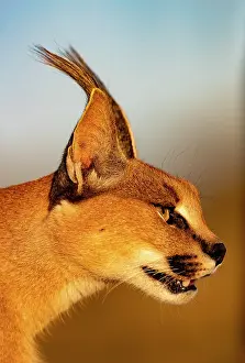 Occurs: Caracal (Caracal caracal), Occurs in Africa and