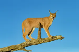 Coarse: Caracal (Caracal caracal), Occurs in Africa and