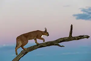 Coarse: Caracal (Caracal caracal), Occurs in Africa and