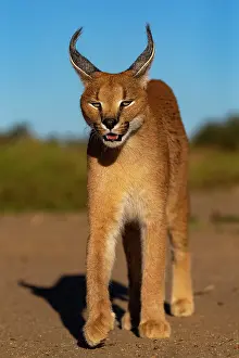 Occurs: Caracal (Caracal caracal), Occurs in Africa and
