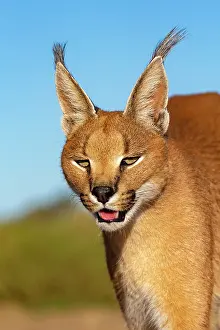Occurs: Caracal (Caracal caracal), Occurs in Africa and