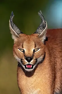 Occurs: Caracal (Caracal caracal), Occurs in Africa and