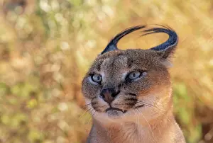Glances: Caracal (Caracal caracal), Occurs in Africa and