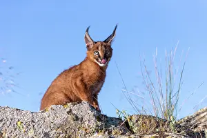 Semaines: Caracal (Caracal caracal), present en Afrique