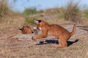 Rochers: Caracal (Caracal caracal), present en Afrique