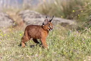 Herbe: Caracal (Caracal caracal), present en Afrique