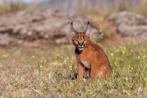Herbe: Caracal (Caracal caracal), present en Afrique