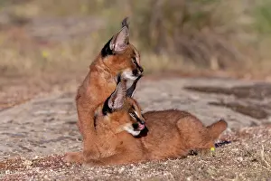 Rochers: Caracal (Caracal caracal), present en Afrique