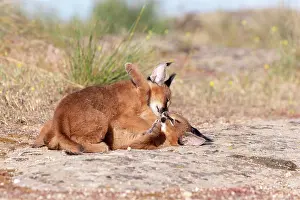 Rochers: Caracal (Caracal caracal), present en Afrique
