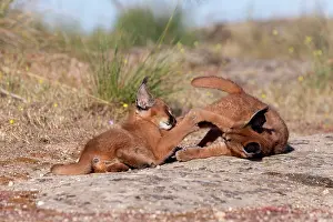 Rochers: Caracal (Caracal caracal), present en Afrique