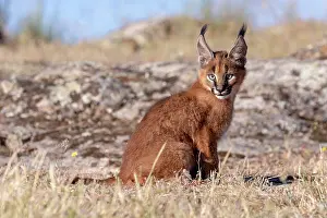 Semaines: Caracal (Caracal caracal), present en Afrique