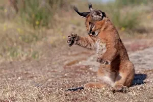 Semaines: Caracal (Caracal caracal), present en Afrique