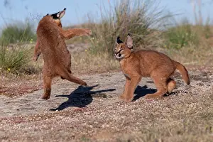 Semaines: Caracal (Caracal caracal), present en Afrique