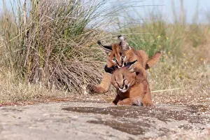 Semaines: Caracal (Caracal caracal), present en Afrique