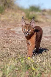 Semaines: Caracal (Caracal caracal), present en Afrique