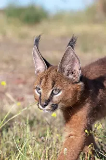 Semaines: Caracal (Caracal caracal), present en Afrique