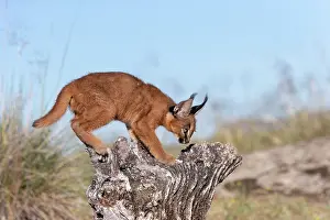 Semaines: Caracal (Caracal caracal), present en Afrique