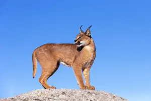 Rochers: Caracal (Caracal caracal), present en Afrique