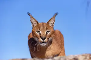 Rochers: Caracal (Caracal caracal), present en Afrique