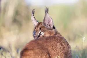 010721: Caracal (Caracal caracal), present en Afrique