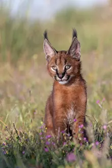 010721: Caracal (Caracal caracal), present en Afrique